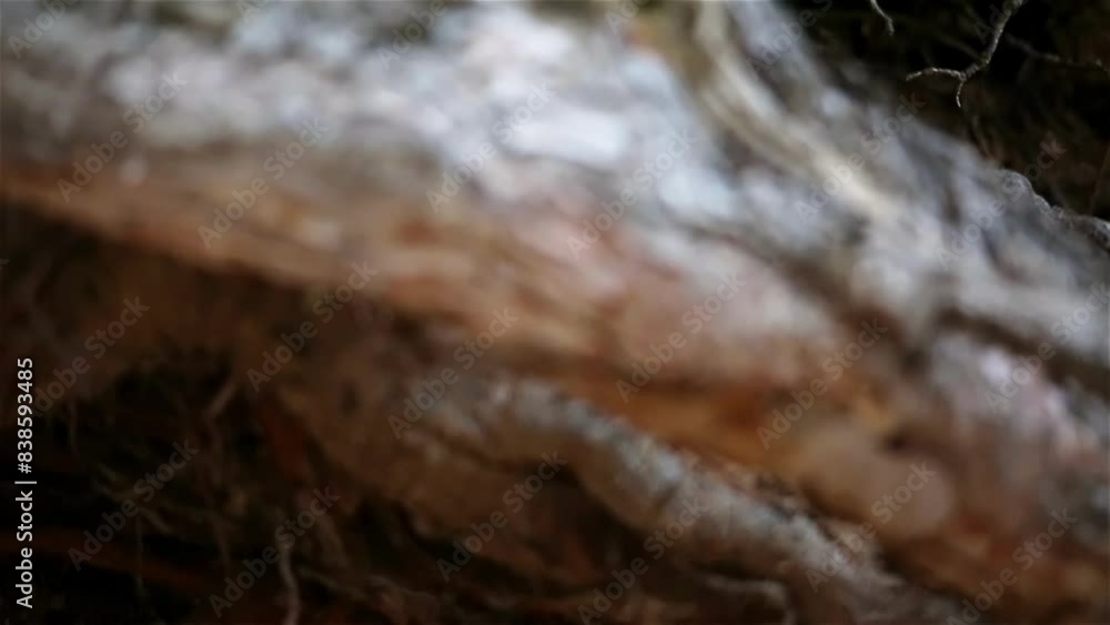 close up of a tree trunk transition 2 close up of a tree trunk transition 2
