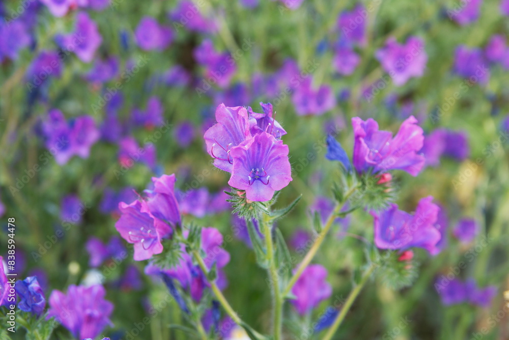 Fototapeta premium Echium vulgare, known as viper's bugloss and blueweed, is a species of flowering plant in the borage family Boraginaceae