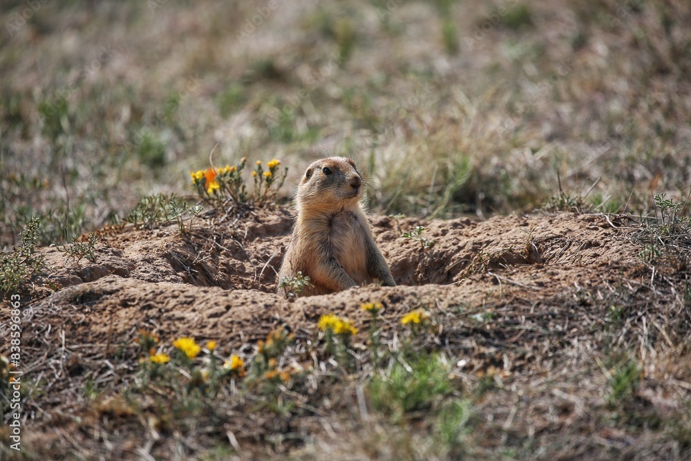 Prairie Dogs 