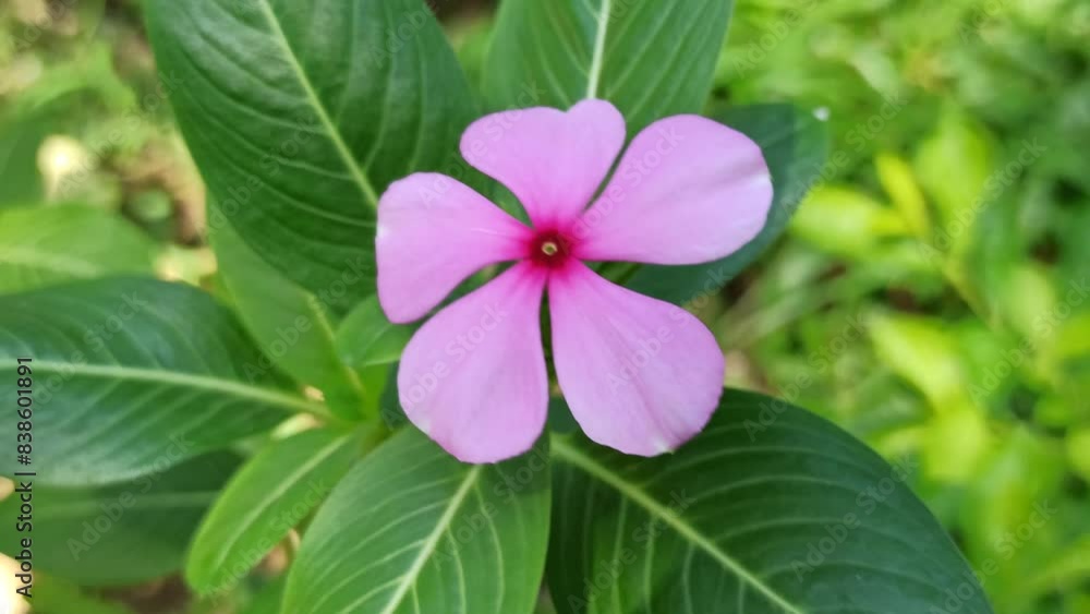 purple periwinkle flower purple periwinkle flower
