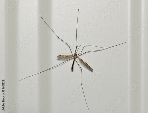 Crane fly Tipulidae insect nature Springtime pest control agriculture.