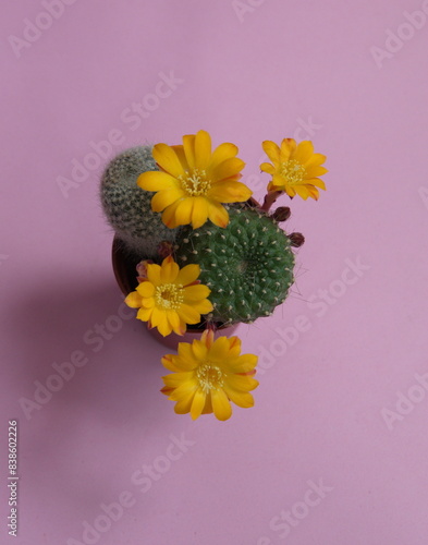 Rebutia cv. Peaches and cream, Rebutia cv. Merry in bloom, with yellow flowers, on lilac pink background photo