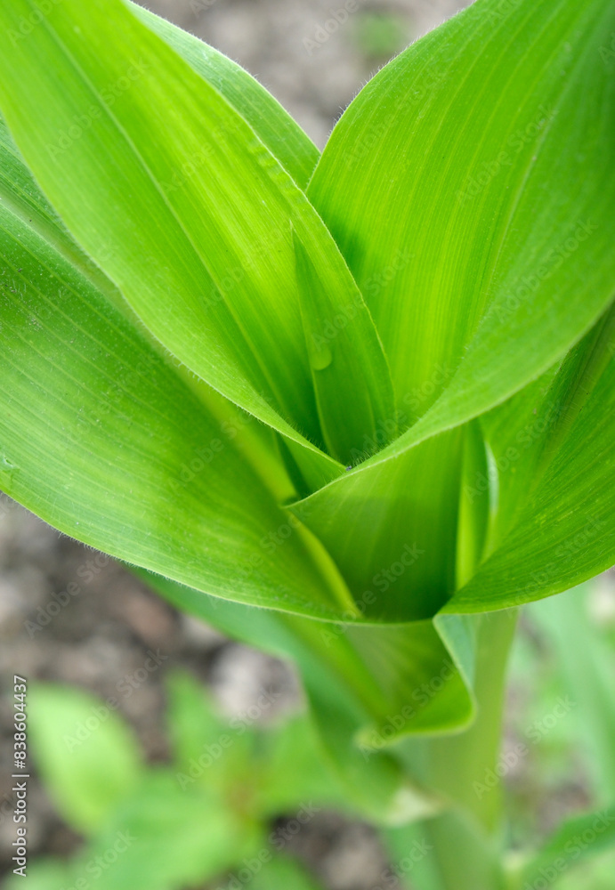 Obraz premium トウモロコシの若葉