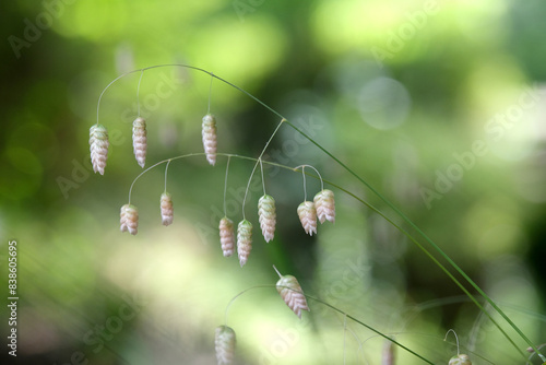 空き地にぶらぶら小判草 photo