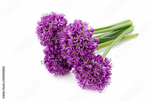 Purple Allium on white background. Beautiful Allium flower