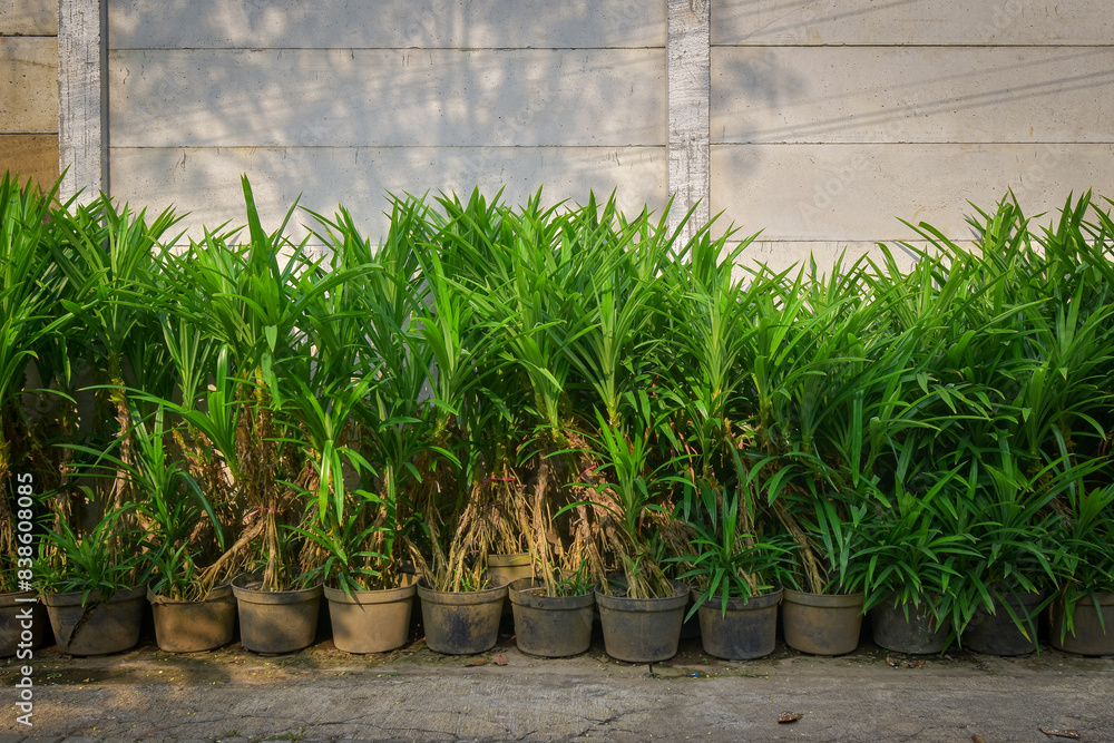 Pandan tree (Pandanus amaryllifolius) as a source of natural green dye, can also be used as an