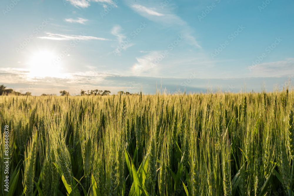 Heads of winter wheat with a white sun and blue sky. 