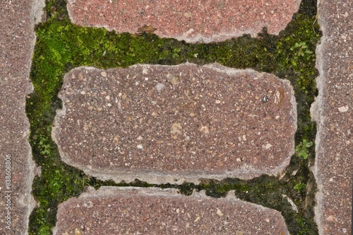 Green moss Bryophyta plant growing between garden paver cement bricks abstract.