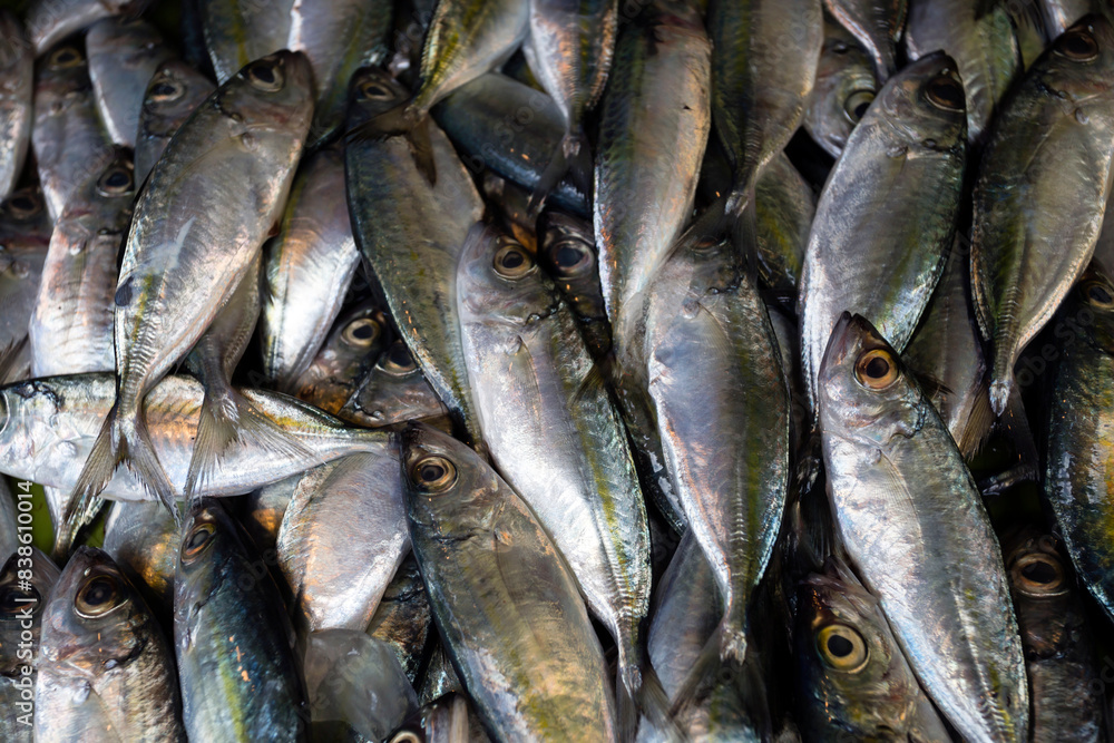 Fresh Fish Market Asia Cebu Philippines Fresh Fish Market Asia Cebu Philippines
