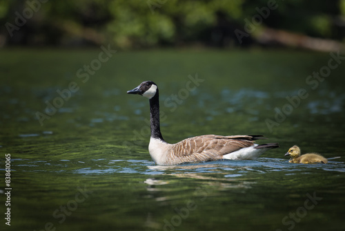 Canada Goose. Branta canadensis, 