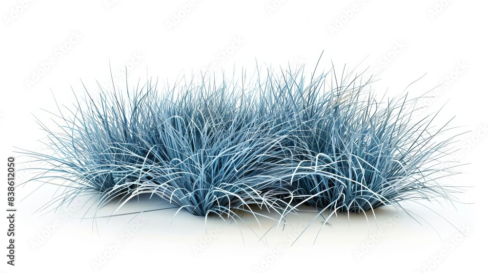 ornamental blue fescue grass tufts modern landscaping element isolated on white