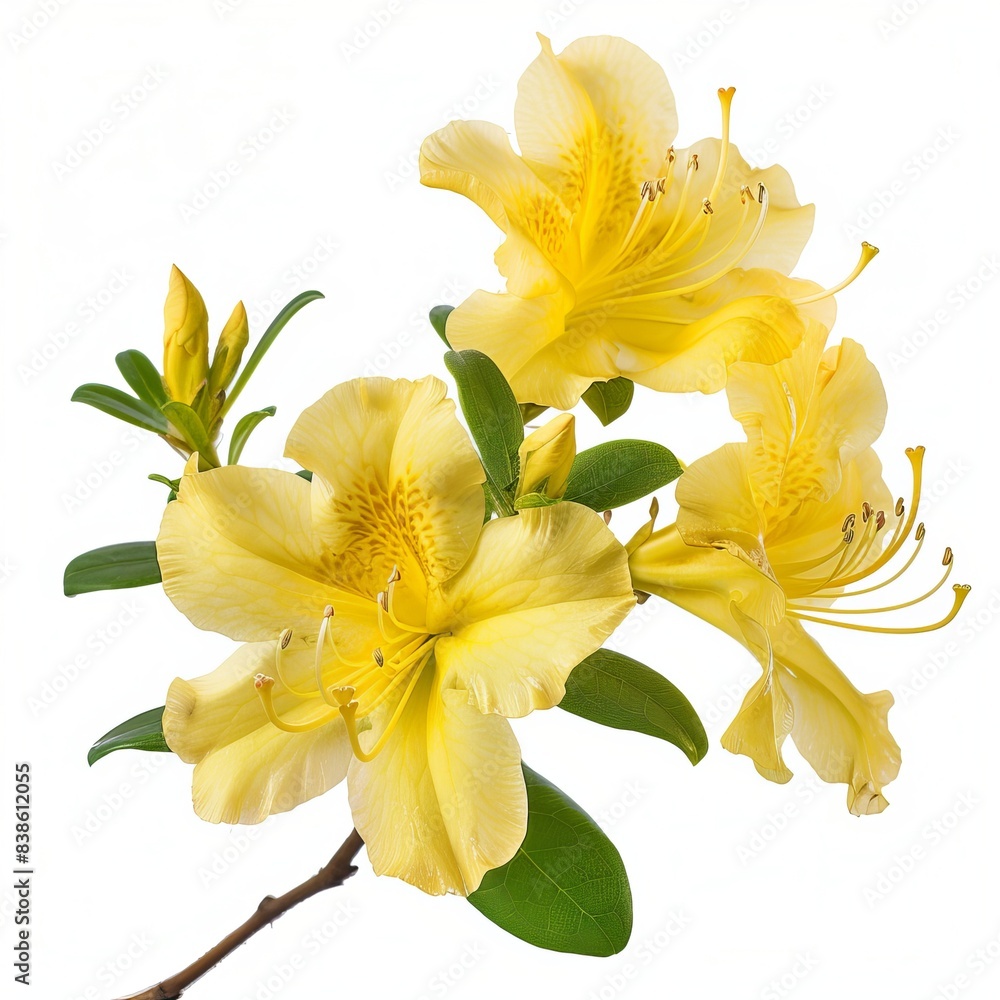Obraz premium Yellow Azalea Isolated on White Background. Beautiful Azalea Flower