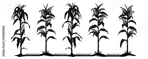 corn plant vector