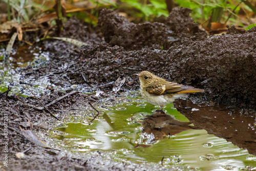                                                                                                                                                                                  2022   7              A lovely juvenile Narcissus Flycatcher  Ficedula narcissina  bathing in a spring.  