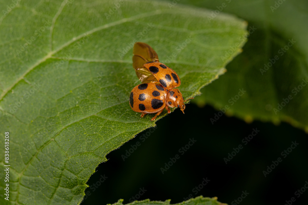 Squash beetle eating leaf of pumpkin plant. Garden insects, gardening and agriculture pest control concept Squash beetle eating leaf of pumpkin plant. Garden insects, gardening and agriculture pest control concept