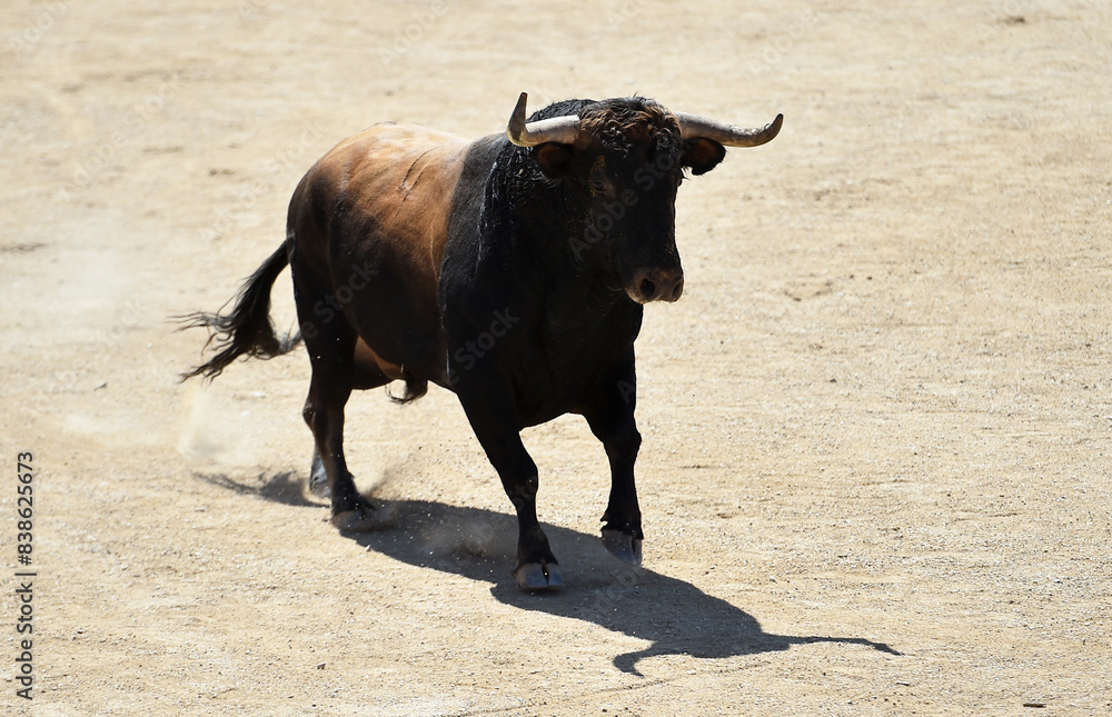 un toro bravo español con grandes cuernos en un espectaculo taurino en españa un toro bravo español con grandes cuernos en un espectaculo taurino en españa