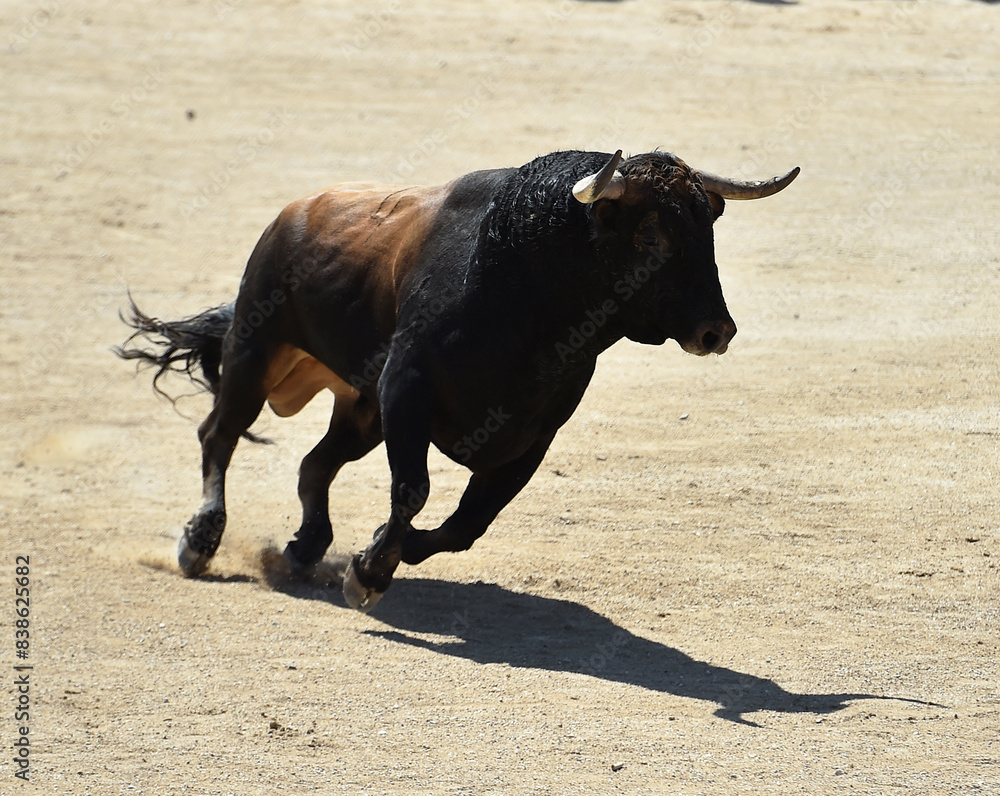 un toro bravo español con grandes cuernos en un espectaculo taurino en españa