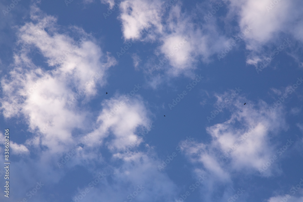 Fototapeta premium Blue skies with scattered clouds, birds flying high!