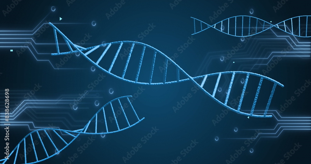 Obraz premium Image of spinning dna structures and microprocesor connections against blue background