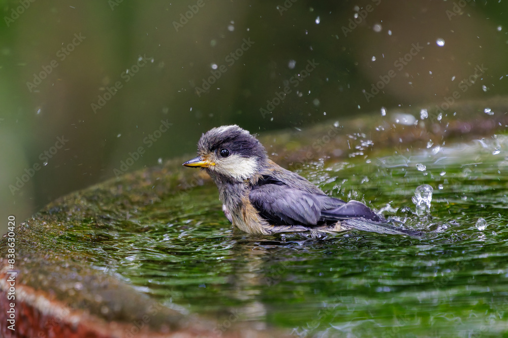 Obraz premium 泉で水浴びをする可愛いヤマガラ(シジュウカラ科)の幼鳥。日本国神奈川県秦野市、弘法山公園、権現山バードサンクチュアリにて。 2022年7月撮影。A lovely juvenile Varied Tit (Sittiparus varius) bathing in a spring.