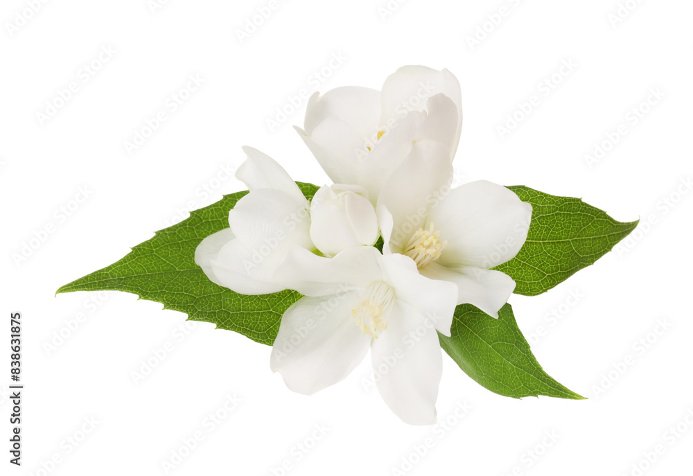 Obraz premium Branch of jasmine flowers and leaves isolated on white