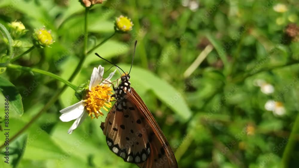 the orange butterfly the orange butterfly