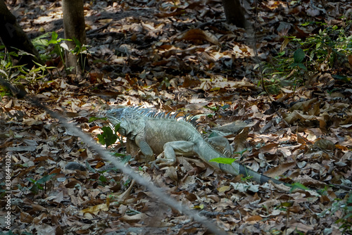 iguana photo