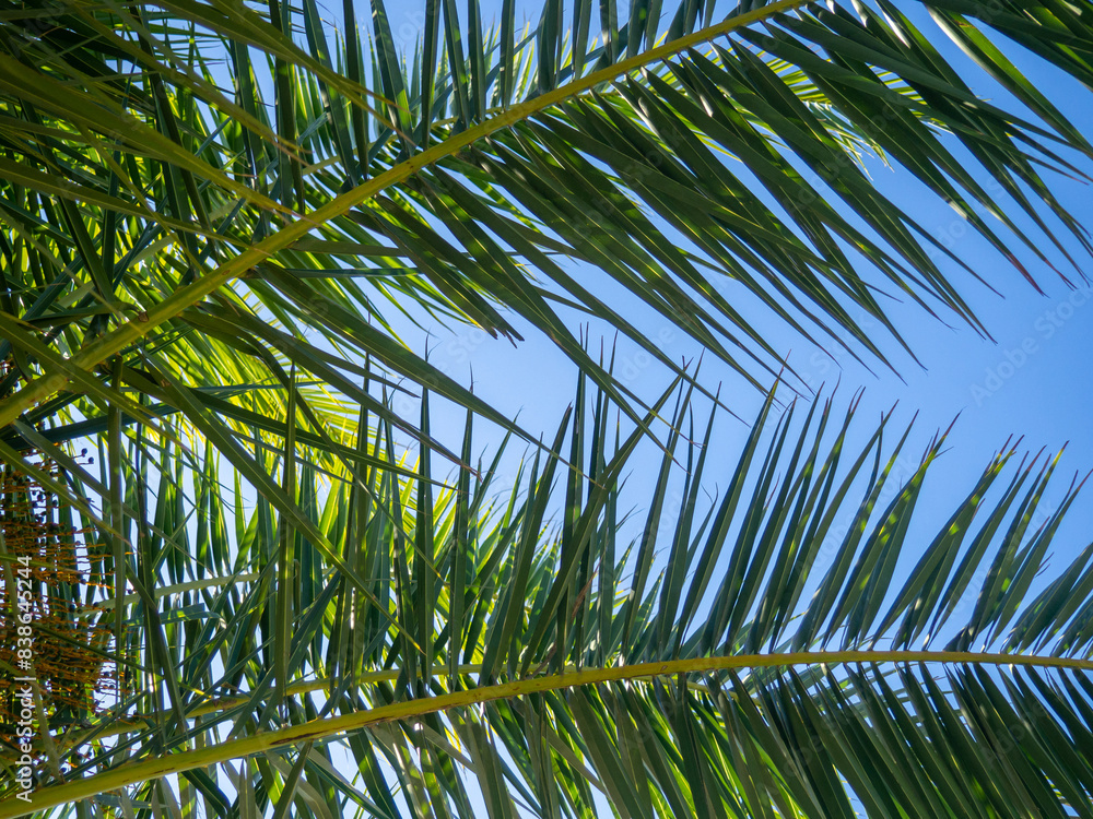 Fototapeta premium concept of a vacation in the subtropics. Palm leaves against the sky. Place for an inscription. Down up.