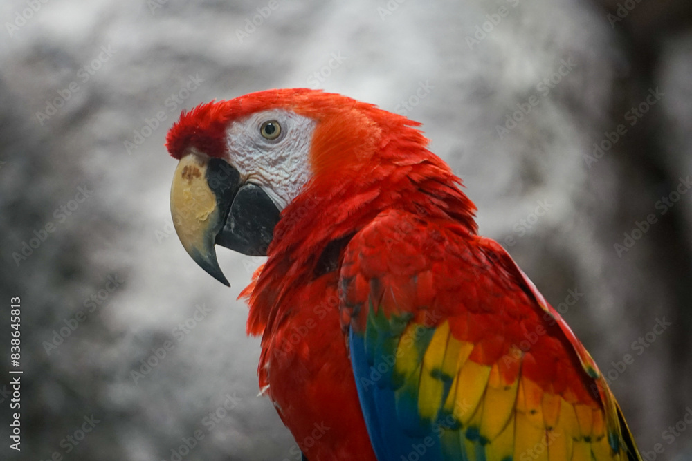 Obraz premium guacamaya roja
