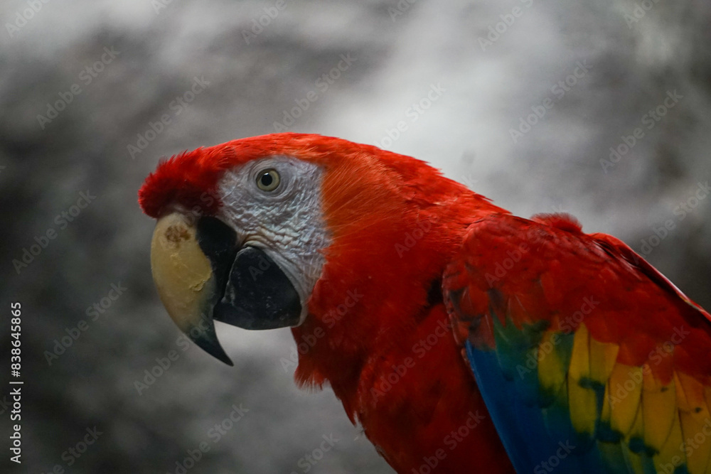 guacamaya roja guacamaya roja