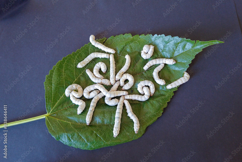 Ταπετσαρία A Close up picture of Silkworm larvae or caterpillars feeding on the Mulberry leaf in sericulture farming in India