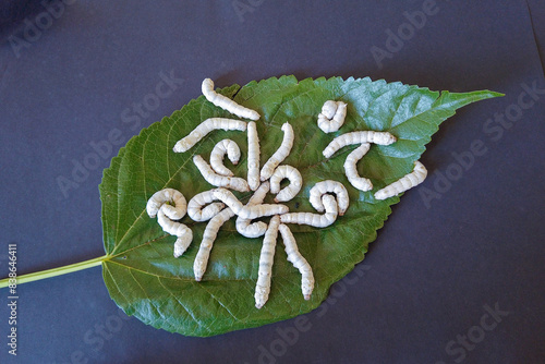 Fotografie A Close up picture of Silkworm larvae or caterpillars feeding on the Mulberry leaf in sericulture farming in India