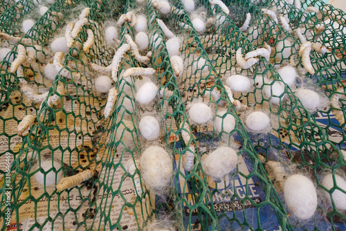 Photos A Close up picture of Adult larva or caterpillar of Silkworm in the process of building cocoon in sericulture farming in India