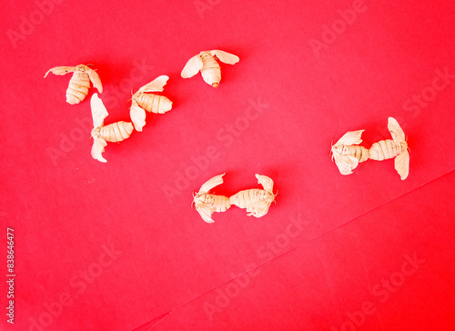  A Group of Silkworm Moths or Butterflies and a couple of them in Mating posture in Sericulture farming against a bright background in Mysuru, India.