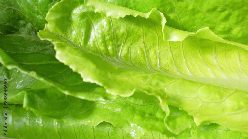 Up close, vibrant Cos lettuce leaves reveal their lush green hue, each leaf boasting a crisp texture and delicate waves. Veins traverse through, a testament to their freshness and premium quality.
Up close, vibrant Cos lettuce leaves reveal their lush green hue, each leaf boasting a crisp texture and delicate waves. Veins traverse through, a testament to their freshness and premium quality.