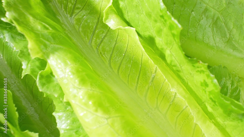 With its elongated, crisp leaves and prominent rib, Cos lettuce, aka Romaine, offers a visual feast of vibrant green hues and intricate veining. Its texture promises a satisfying crunch in every bite. With its elongated, crisp leaves and prominent rib, Cos lettuce, aka Romaine, offers a visual feast of vibrant green hues and intricate veining. Its texture promises a satisfying crunch in every bite.