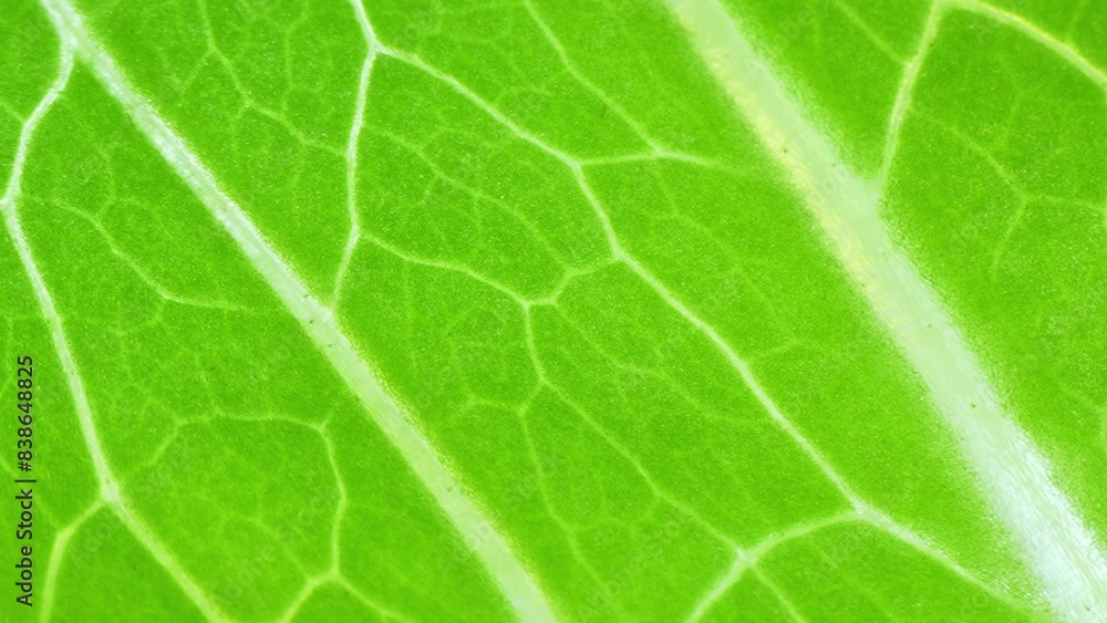 Behold the microcosm within a leaf, a symphony of greens and veins. Smoothness meets complexity, as the intricate network of veins reveals nature's meticulous handiwork in captivating detail.
Behold the microcosm within a leaf, a symphony of greens and veins. Smoothness meets complexity, as the intricate network of veins reveals nature's meticulous handiwork in captivating detail.