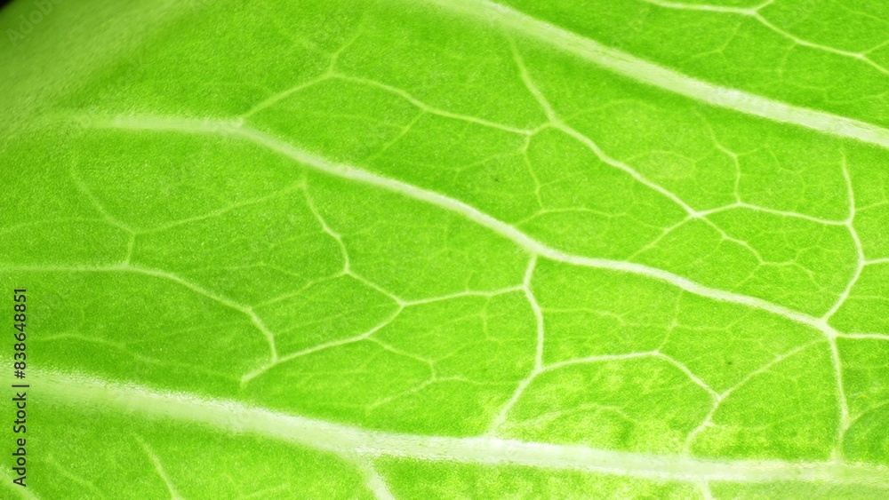 Zoom in on a leaf reveals a verdant world of intricate veins, a mesmerizing tapestry of life's pathways. Green vibrancy intertwines with delicate precision, showcasing nature's masterful design. Zoom in on a leaf reveals a verdant world of intricate veins, a mesmerizing tapestry of life's pathways. Green vibrancy intertwines with delicate precision, showcasing nature's masterful design.