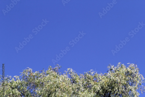 Top of a tree with green leaves against a clear blue sky