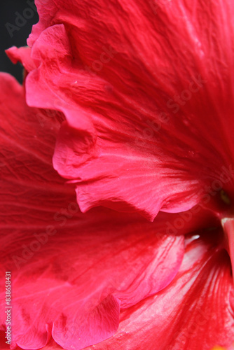 Close up of a petals on a red hibiscus flower on a plant in a tropical garden