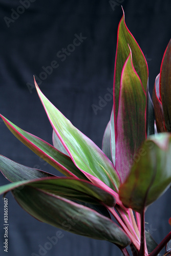 Pink and green leaves foliage on a Cordyline fruticosa plant in a tropical garden