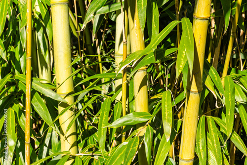 green bamboo vegetation detail in nature under the sunlight