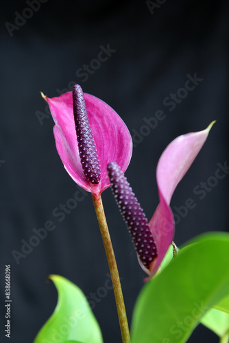 Purple flowers on an Anthurium plant in a tropical garden