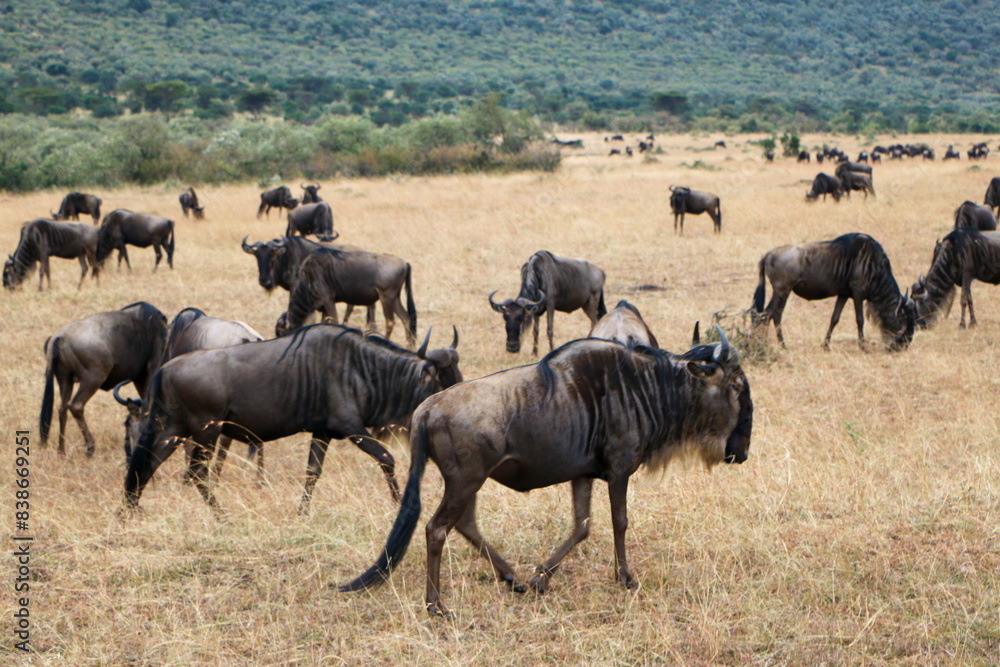 wildebeest in serengeti national park wildebeest in serengeti national park