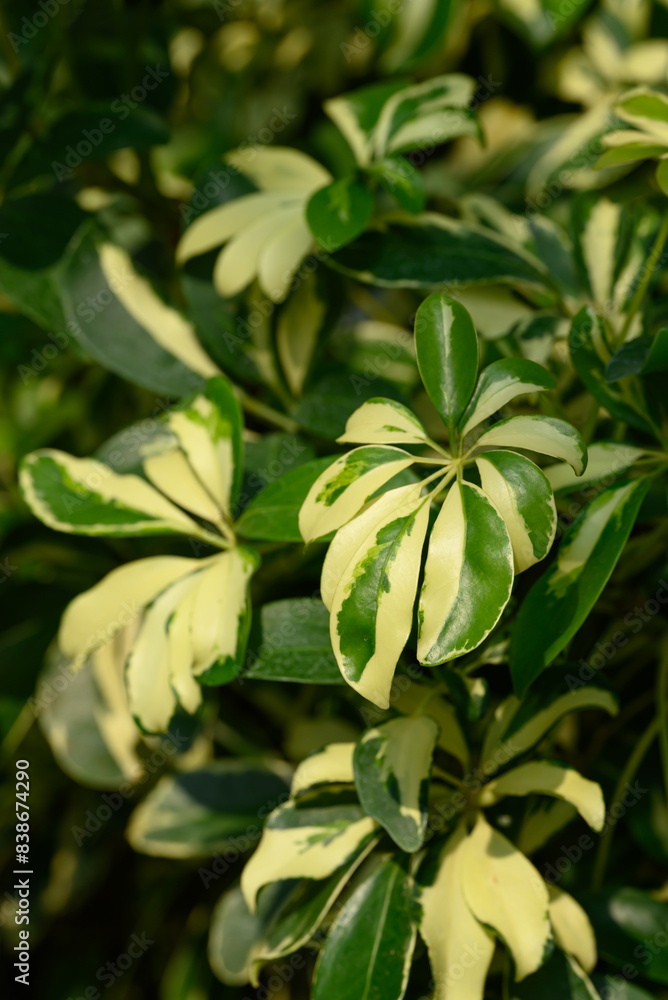 Bicolor dwarf umbrella tree plant in garden Bicolor dwarf umbrella tree plant in garden