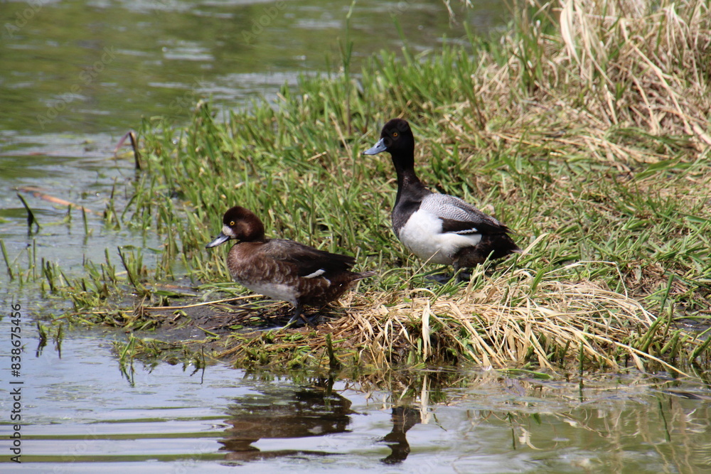 Greater Scaups, Pylypow Wetlands, Edmonton, Alberta Greater Scaups, Pylypow Wetlands, Edmonton, Alberta