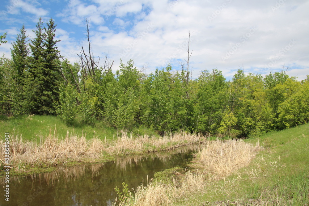 Obraz premium Spring On The Creek, Pylypow Wetlands, Edmonton, Alberta