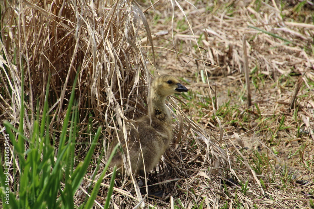 Fototapeta premium Baby Goose In The Grass, Pylypow Wetlands, Edmonton, Alberta