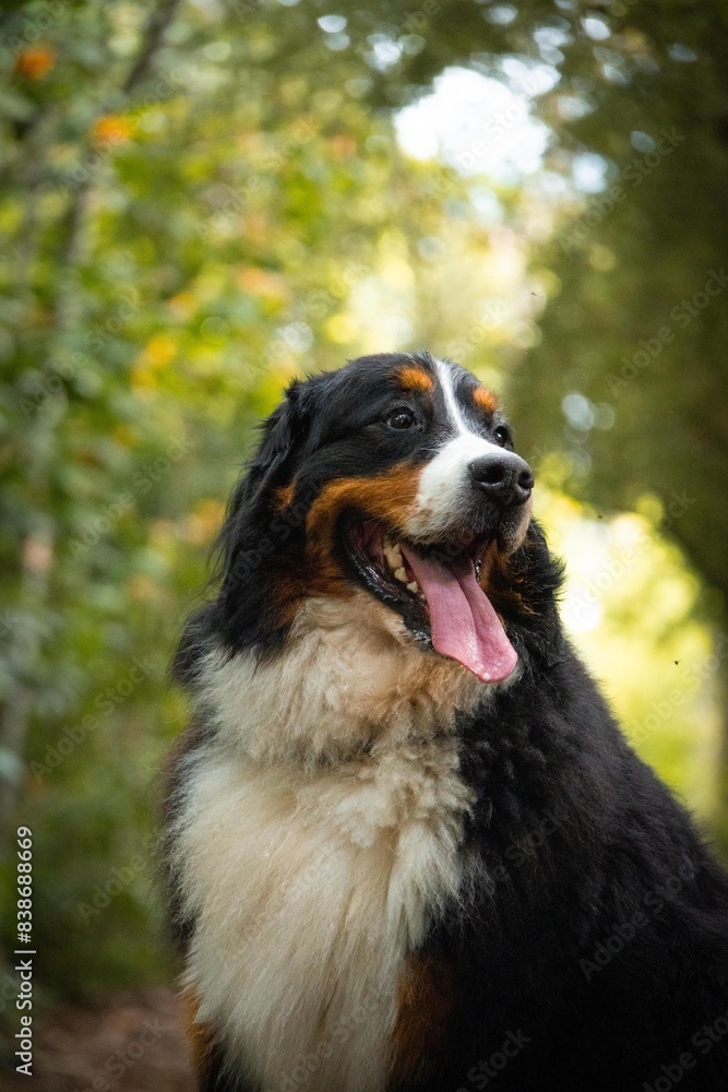 Bernese mountain dog portrait on tropical forest Bernese mountain dog portrait on tropical forest