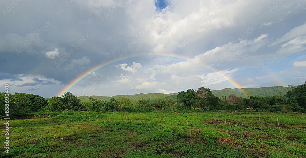 Fototapeta premium Rainbow over field after rain.